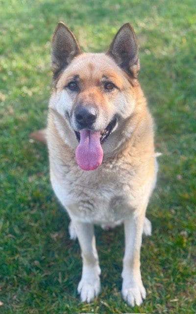 Photo of Max, adoptable senior German Shepherd Dog in Riverside, California