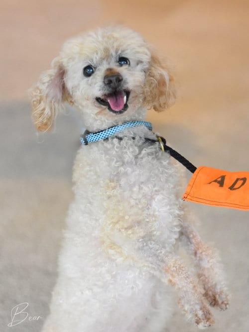 Photo of Bear, adoptable senior Poodle (Miniature) in Montgomery, Texas