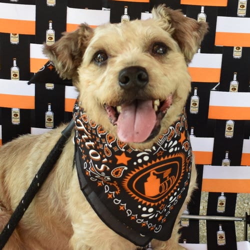 Photo of Kent, adoptable senior Terrier in Normal, Illinois
