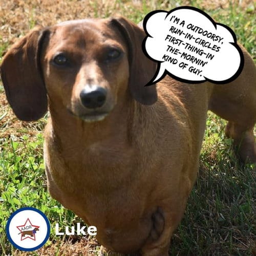Photo of Luke in NC, adoptable senior Dachshund in Shelbyville, Tennessee