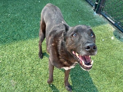 Photo of Dream, adoptable senior German Shepherd Dog in Dallas, Texas