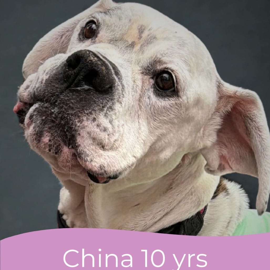 Photo of China, adoptable senior Bulldog, American in Maryland, Maryland