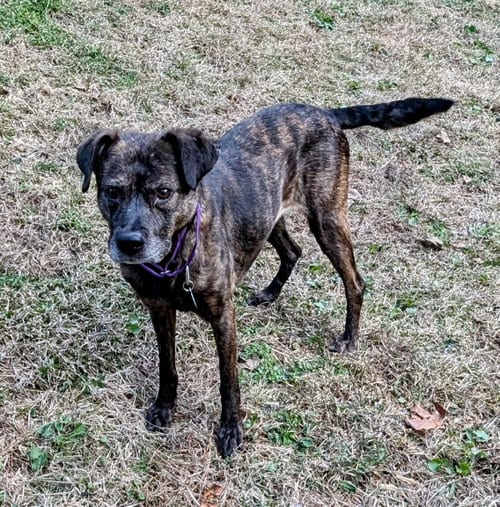 Photo of Zandra, adoptable senior Terrier in Roswell, Georgia
