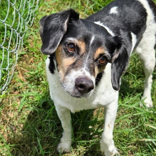 Photo of Levon (& Leroy), adoptable senior Beagle in Anniston, Alabama
