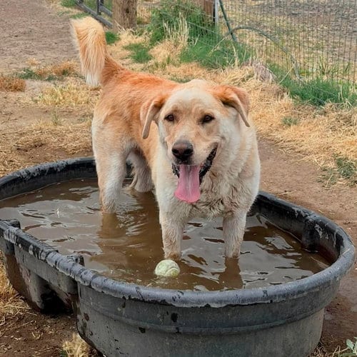 Photo of Tramp, adoptable senior Alaskan Malamute in Yreka, California