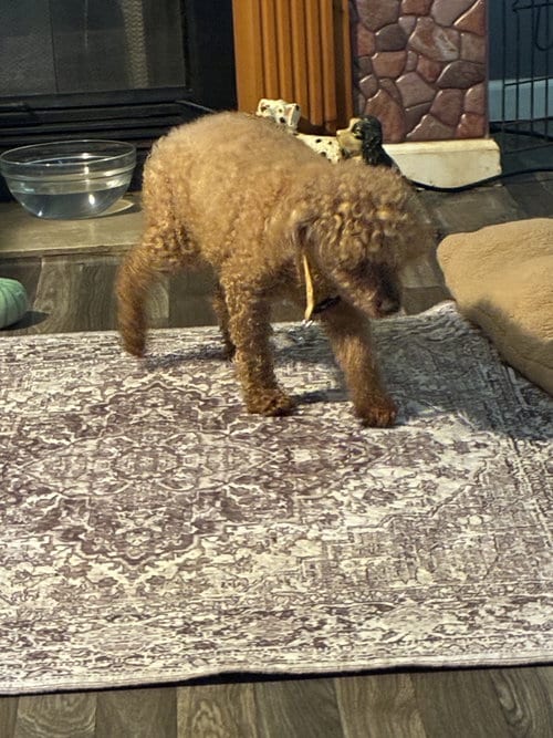 Photo of Rusty, adoptable senior Poodle (Miniature) in Middlesex, North Carolina