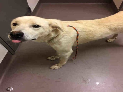 A030521, adoptable senior Labrador Retriever in Norman, OK