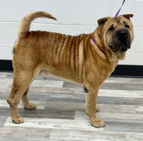 Photo of Butch, adoptable senior Chinese Shar-Pei in Tucson, Arizona