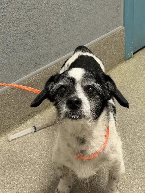 Photo of Henson, adoptable senior Terrier in Las Vegas, Nevada
