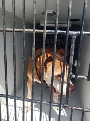 Photo of Pirate Pete, adoptable senior dog in Atlanta, Georgia