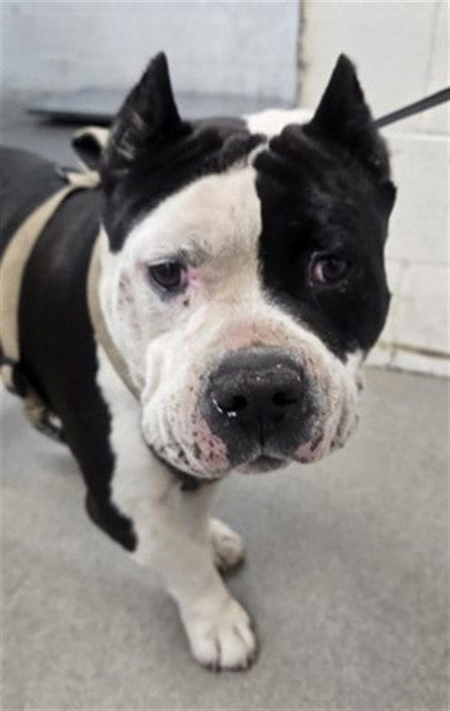 Photo of Hercules, adoptable senior Bulldog in San Bernardino, California