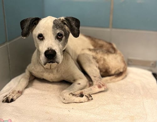 Photo of Jimmy, adoptable senior Pointer in Houston, Texas