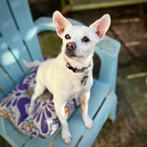Photo of Georgie P (CA), adoptable senior Rat Terrier in Atlanta, Georgia