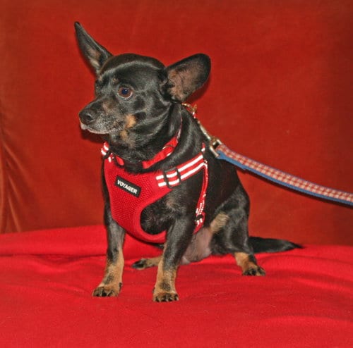 Photo of Pink Lonestar, adoptable senior Chihuahua in Rockaway, New Jersey