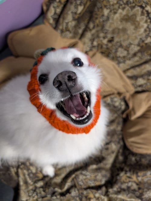 Photo of Oso, adoptable senior American Eskimo Dog in Tacoma, Washington