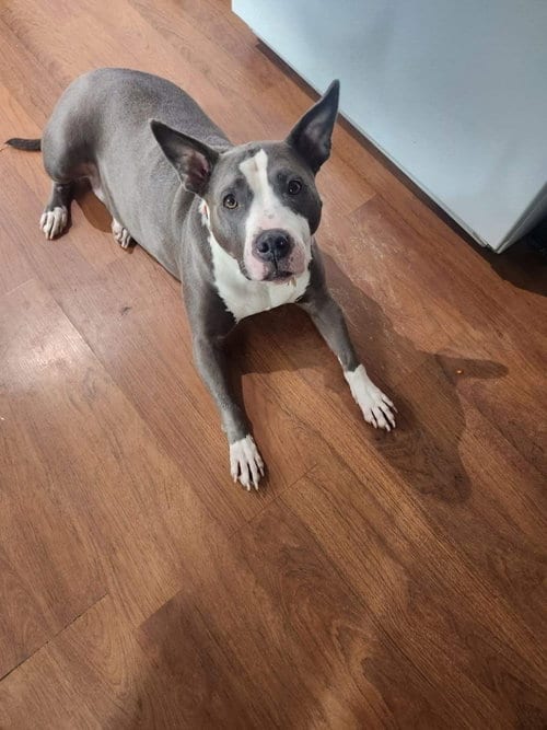 Photo of Zuri BP, adoptable senior Pit Bull Terrier in Roswell, Georgia