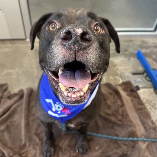Photo of Sylvester, adoptable senior American Pit Bull Terrier in Mesa, Arizona