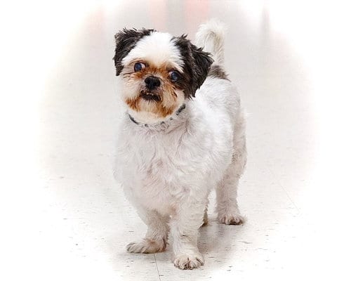 Photo of Zenny, adoptable senior Shih Tzu in Utica, Michigan