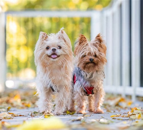 Photo of Coco, adoptable senior Yorkshire Terrier Yorkie in Dedham, Massachusetts