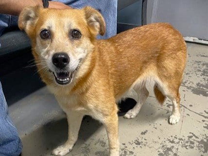 Photo of Asiago, adoptable senior Chow Chow in Tallahassee, Florida