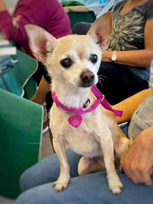 Photo of Nicky, adoptable senior Chihuahua in Alexandria, Kentucky