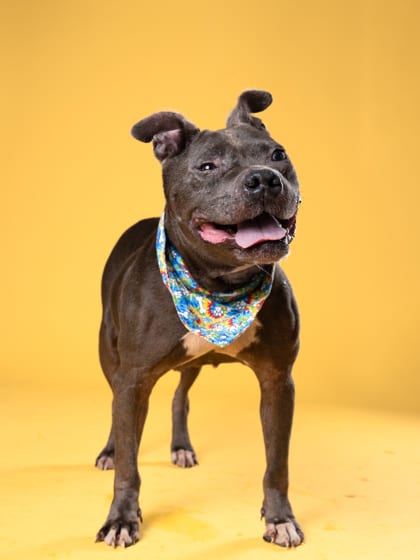 Photo of Lil Ol Lady, adoptable senior dog in Atlanta, Georgia