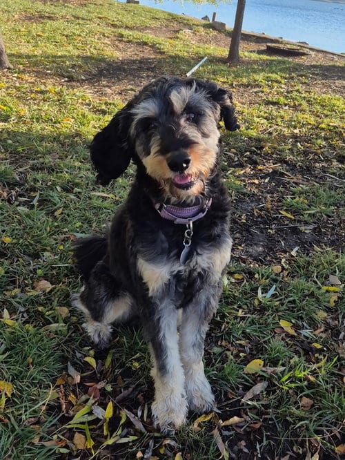 Photo of Odin, adoptable senior Poodle (Standard) in Wauconda, Illinois