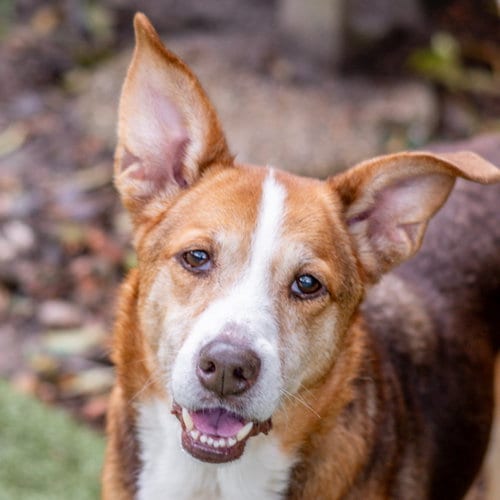 Photo of Pip Squeak, adoptable senior Beagle in Hilton Head, South Carolina