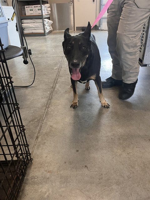 Photo of Jade, adoptable senior German Shepherd Dog in Pearland, Texas
