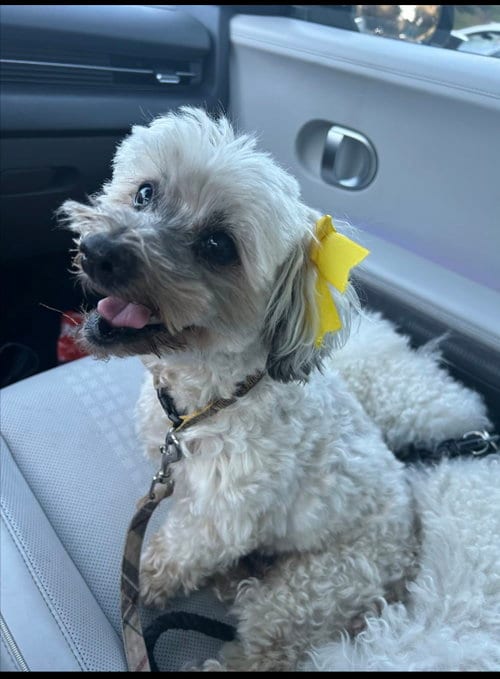 Photo of Chiquita, adoptable senior Poodle (Miniature) in San Diego, California