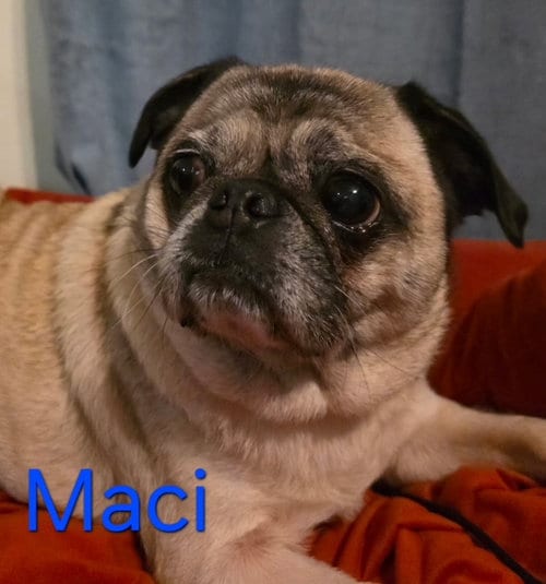 Photo of Maci, adoptable senior Pug in Indianapolis, Indiana