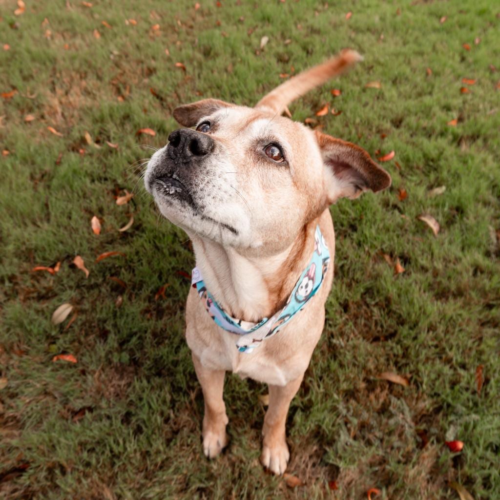 Photo of Cotton, adoptable senior Terrier, Pit Bull / Mixed Breed (Medium) in Dallas, Texas