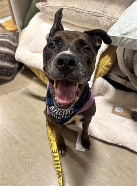 Photo of Bruce, adoptable senior American Bulldog in Miami, Florida