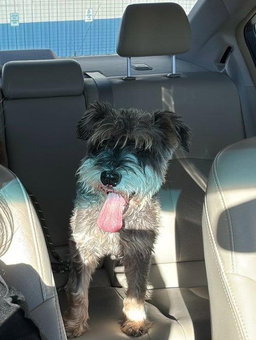 Photo of Hopper, adoptable senior Schnauzer in Salt Lake City, Utah