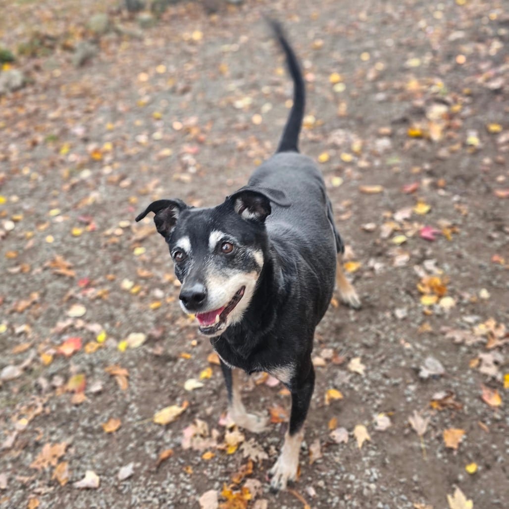 Photo of Rocco, adoptable senior Pinscher, Miniature / Rottweiler in Middletown, New York