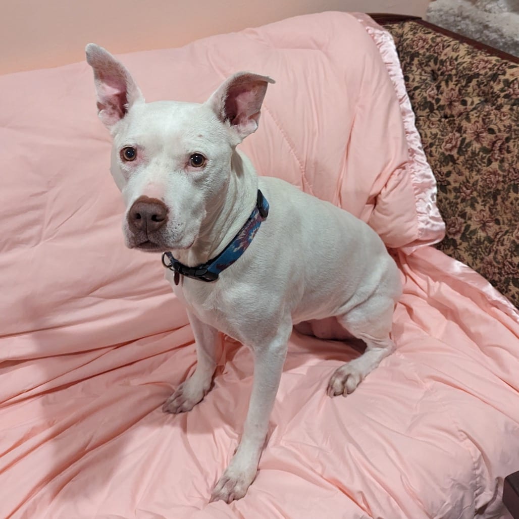 Photo of Zoey (fka Sonic), adoptable senior Mixed Breed (Medium) in St. Louis, Missouri