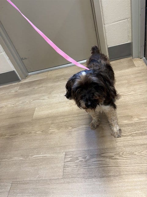 Photo of Sebastian, adoptable senior Schnauzer in Pearland, Texas