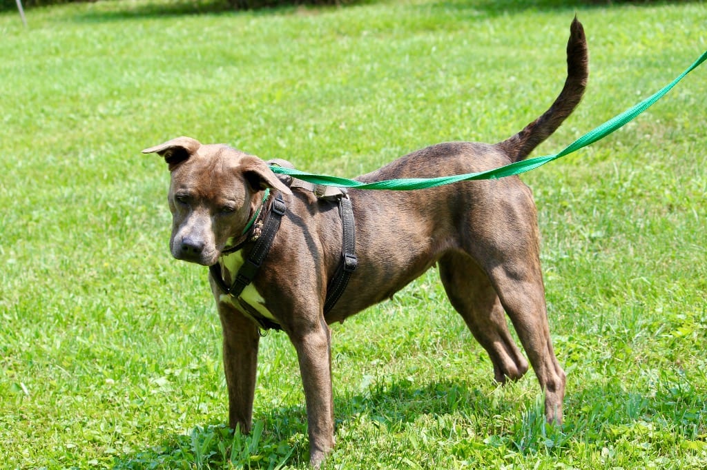 Photo of Eloise, adoptable senior Mixed Breed in Brazil, Indiana
