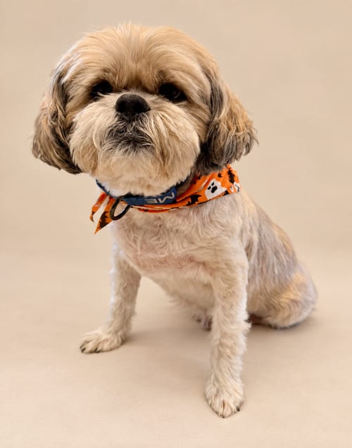 Photo of Bubba, adoptable senior Shih Tzu in Romoland, California