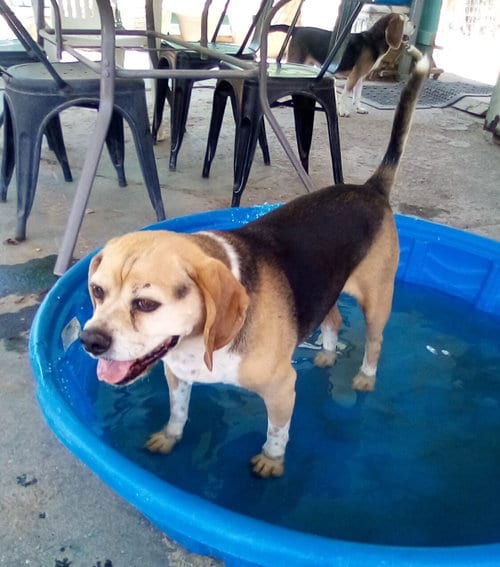 Louie-He's got a sponsor!, adoptable senior Beagle in Apple Valley, CA