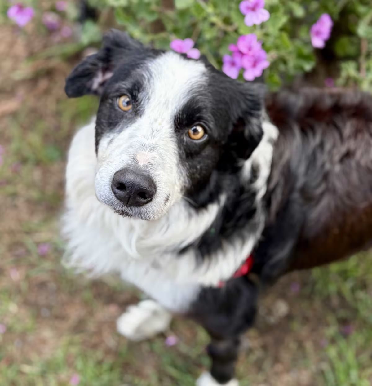 Photo of Enzo, adoptable senior Border Collie in Petaluma, California