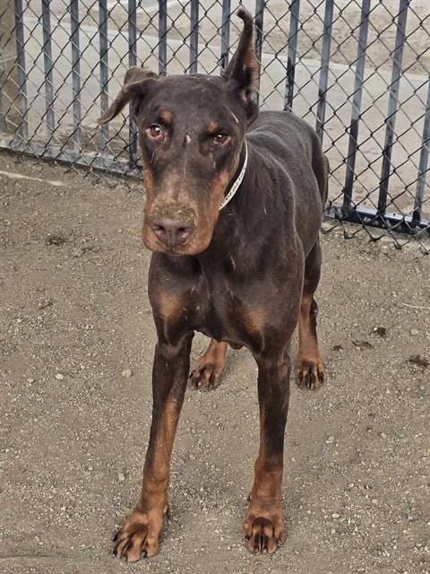 Photo of Ruby, adoptable senior Doberman Pinscher in Riverside, California