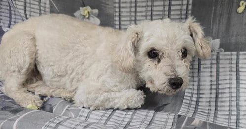 Photo of A128765, adoptable senior Poodle (Miniature) in HESPERIA, California