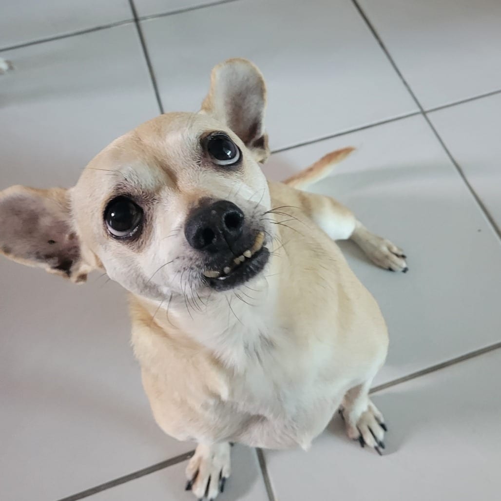 Photo of Leroy, adoptable senior Chihuahua / Mixed Breed (Small) in Dallas, Texas