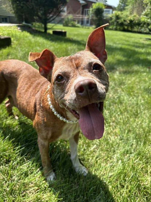 Photo of Chili Athens, adoptable senior Pit Bull Terrier in Rockaway, New Jersey