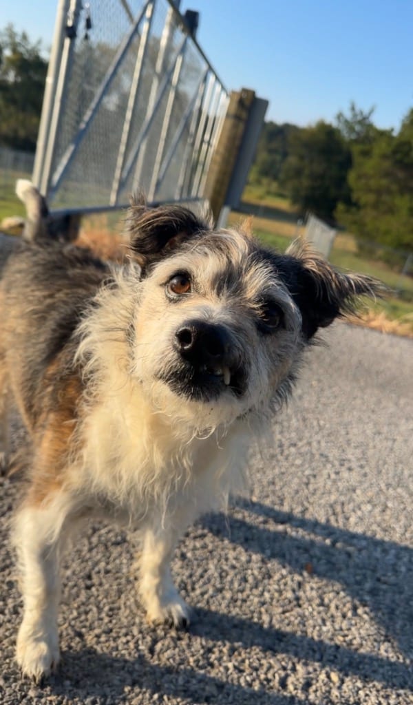 Photo of Fin, adoptable senior Shih Tzu in Chickamauga, Georgia