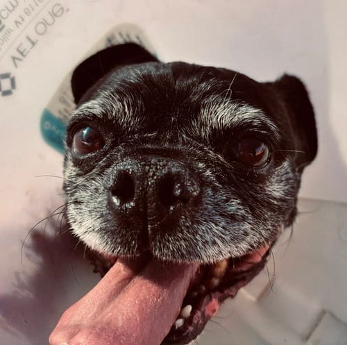 Photo of Ollie, adoptable senior Pug in Albuquerque, New Mexico
