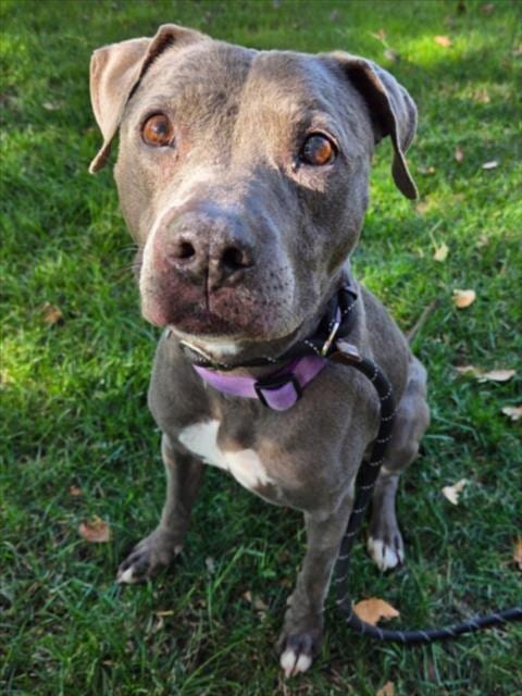 Photo of Eevee, adoptable senior Pit Bull Terrier in Woodland, California