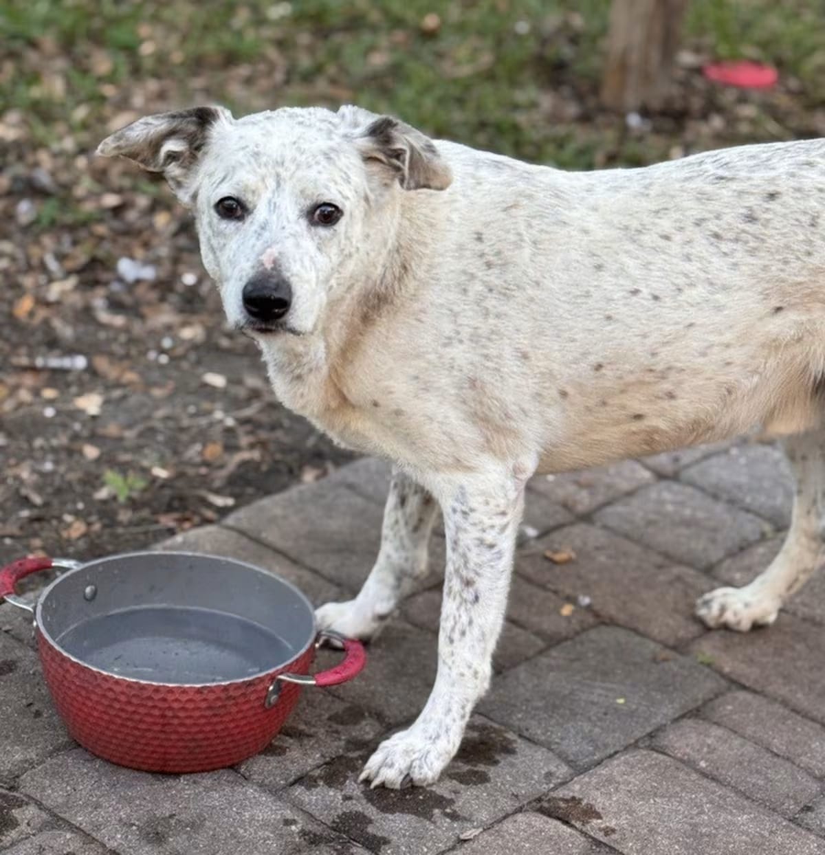 Photo of Max, adoptable senior Mixed Breed (Medium) in Orlando, Florida