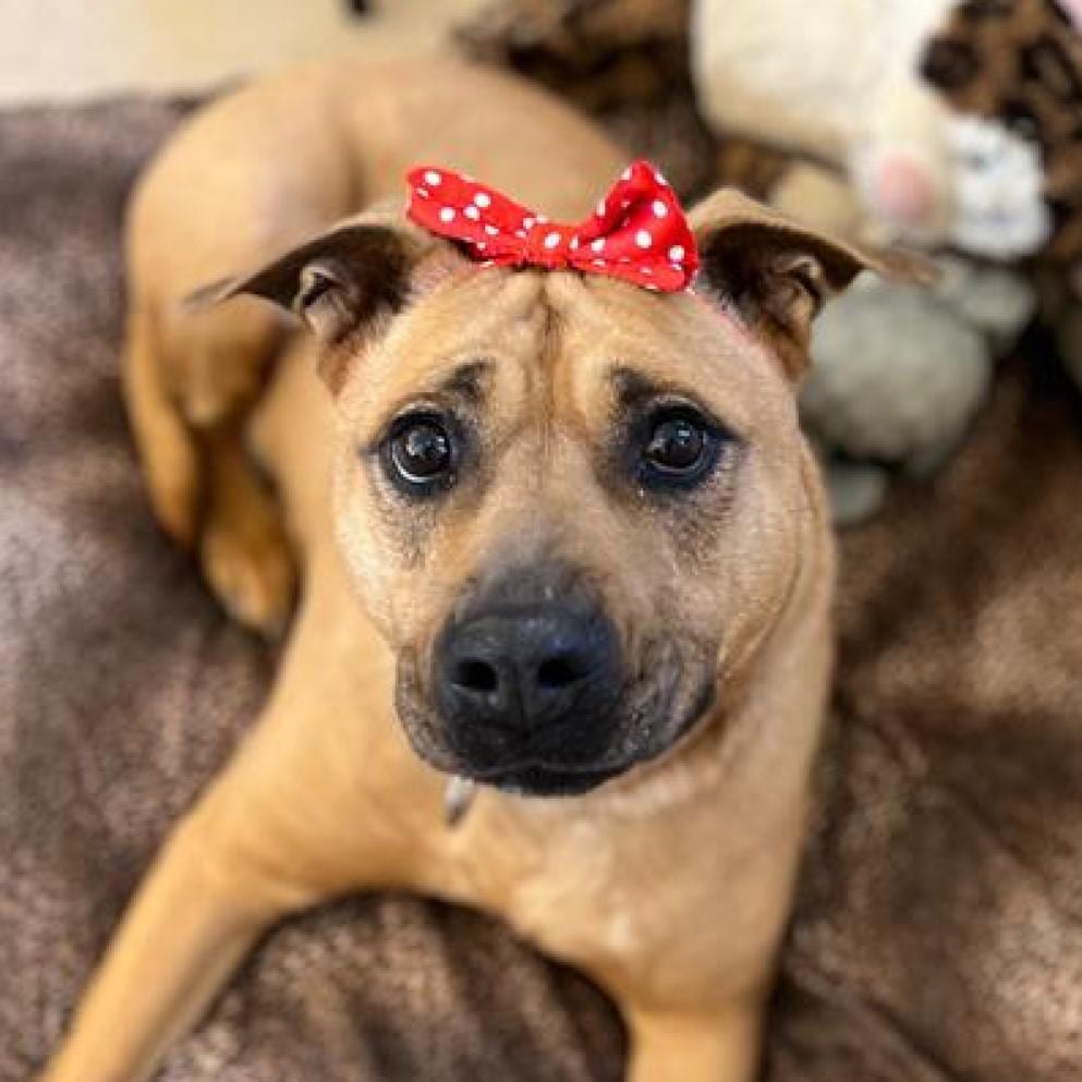 Photo of Luz, adoptable senior Terrier, Pit Bull / Mix in Kanab, Utah